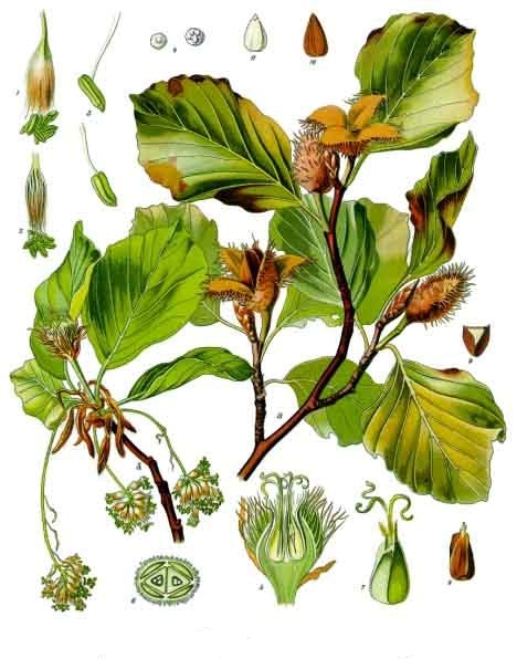 Botanische plaat van Fagus sylvatica met tak, bladeren, bloeiwijze en beukennootjes